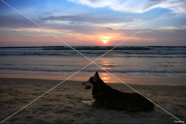 alaskan_malamute_dog_sunset-other.jpg
