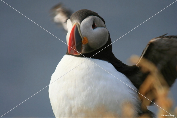 atlantic_puffin_bird_flapping_wings-other.jpg