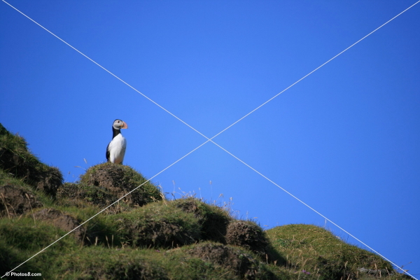 atlantic_puffin_bird_with_blue_sky-other.jpg