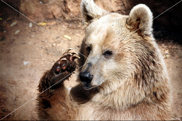 bear_hand_and_claws-other.jpg