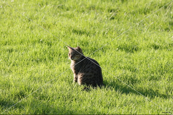 cat_standing_on_grass-other.jpg